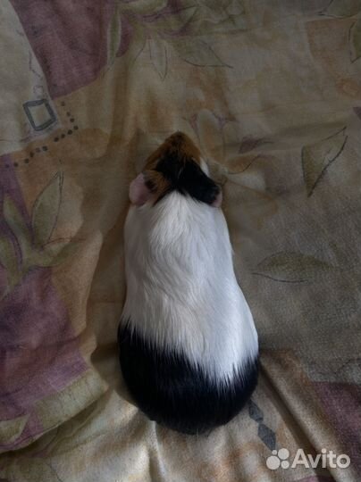 Морская свинка мальчик и девочка