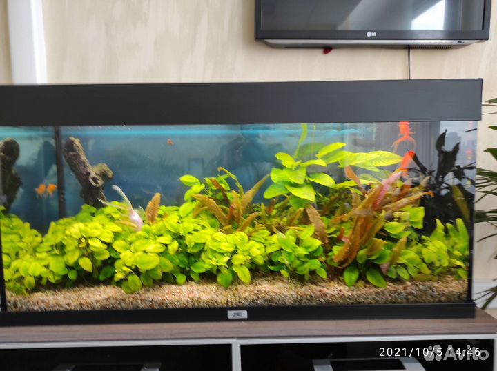 Чистка аквариумов Аквариумист