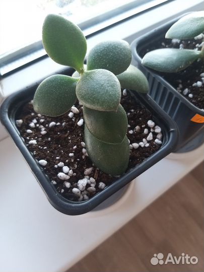 Крассула толстянка денежное дерево