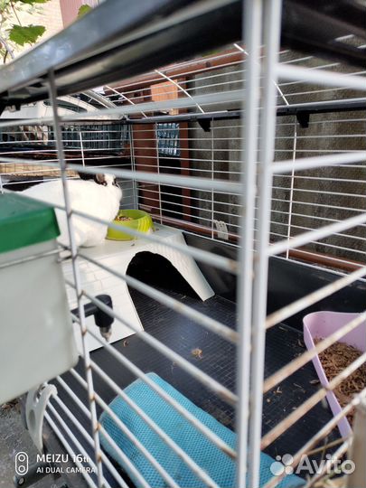 Декоративный кролик Джонник бесплатно