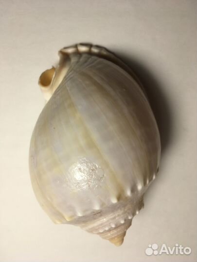 Ракушка Фалиум Глаукум