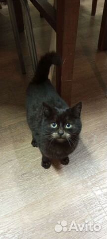 Котик