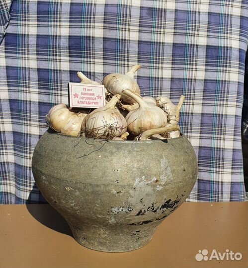 Семена чеснока 