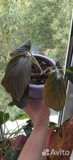 Домашние растения