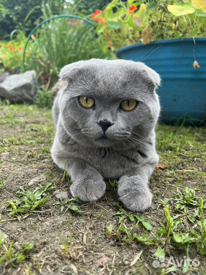 Котята бесплатно