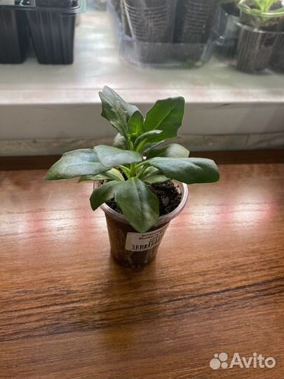 Остеоспермум вегетативный