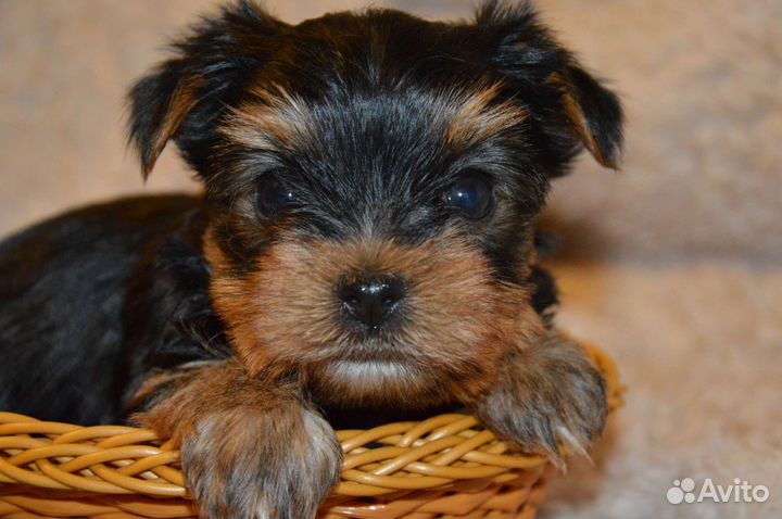 Йоркшир девочка 3 мес