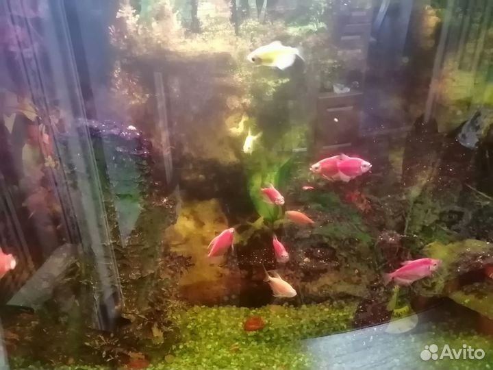 Продам аквариум