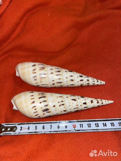 Ракушка теребра макулата