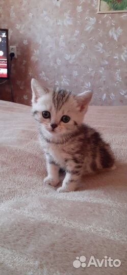 Британские котята