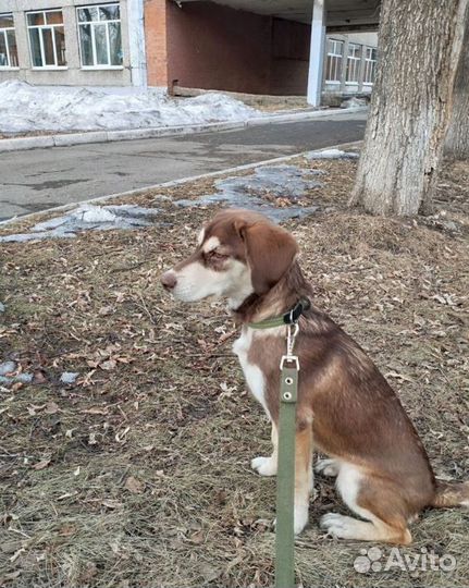 Метис бигля в добрые руки