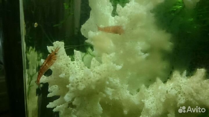 Рыбки улитки покемоны мелании креветки риччия
