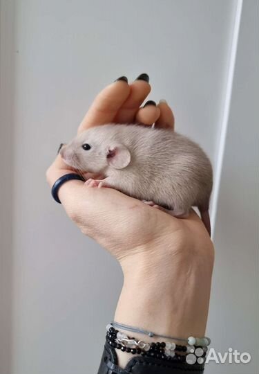 Сиамские крысята дамбо