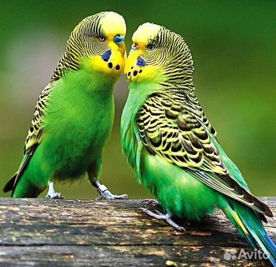 Попугай волнистый Чех (самка)