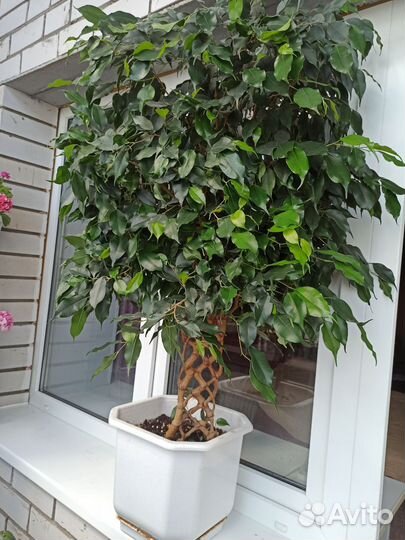 Фикус Бенджамина плетеный