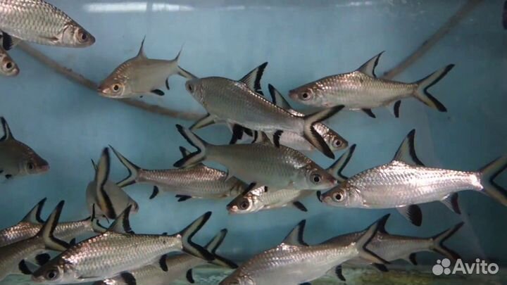 Аквариумные рыбки