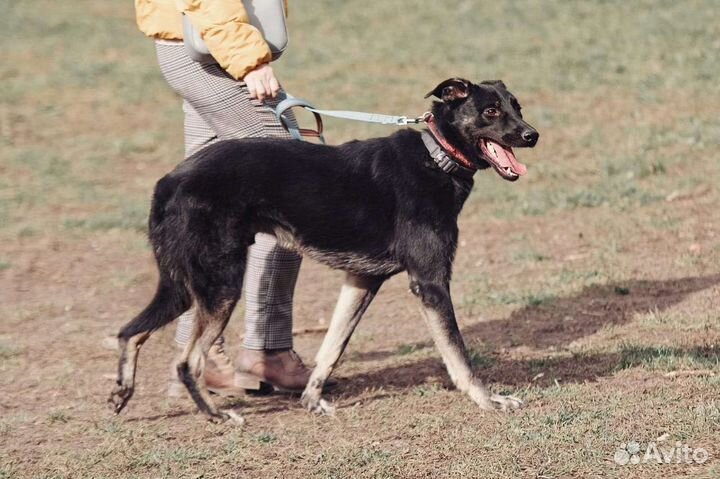 Брут ищет любящую семью