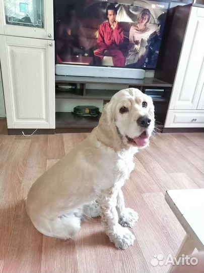 Кокер спаниель