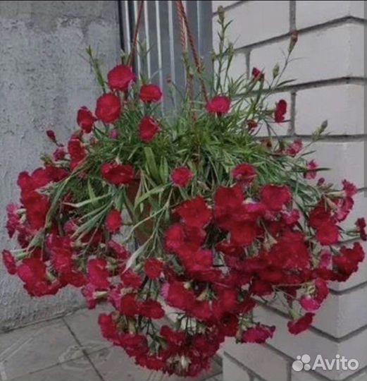 Гвоздика вегетативная