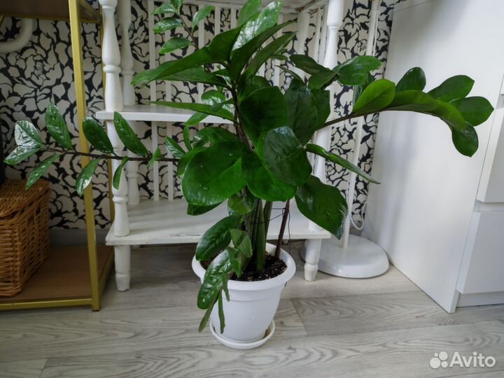 Замиокулькас