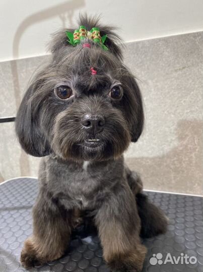 Грумер стрижка собак