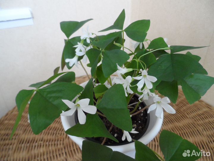 Оксалисы треугольные