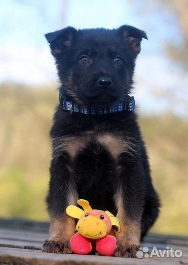 Щенок немецкой овчарки