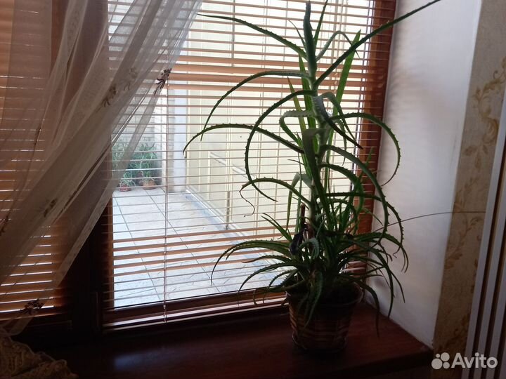 Алоэ лечебный