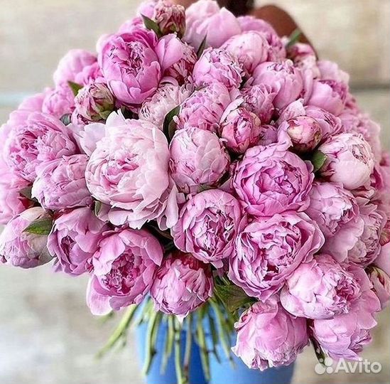 Пионы Букет пионов