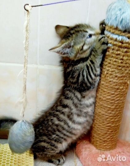 Котенок полосатик девочка