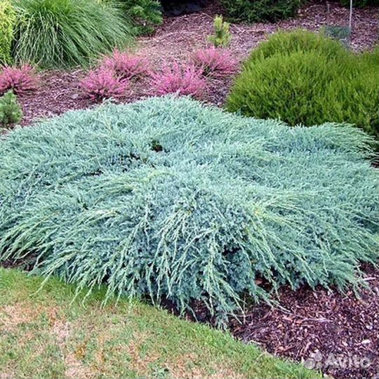 Можжевельник в ассортименте