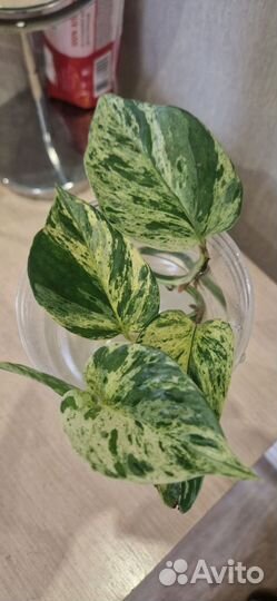 Сциндапсус марбл квин