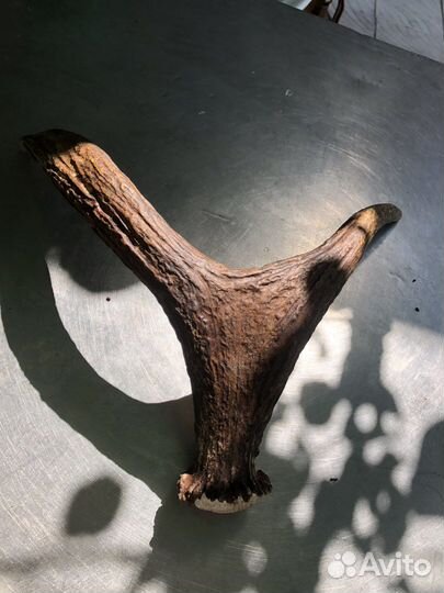 Рога лося настоящие