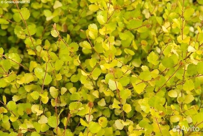 Береза нана Голден Треже