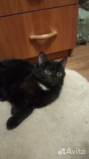 Котик Карлуша