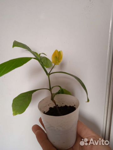 Пахистахис