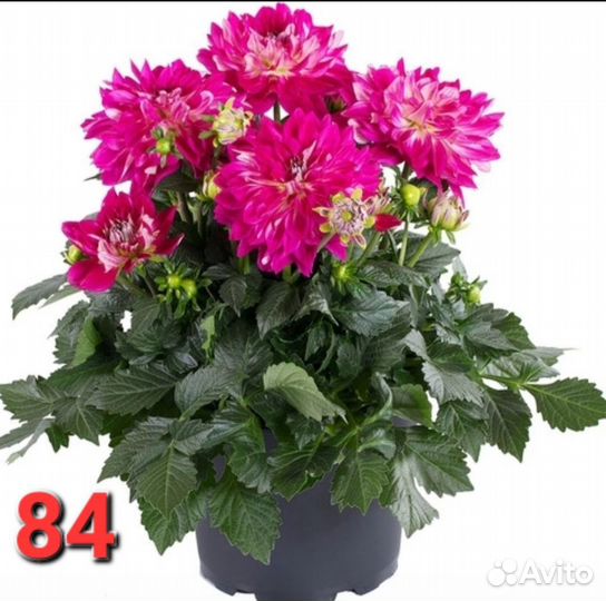 Георгины патио