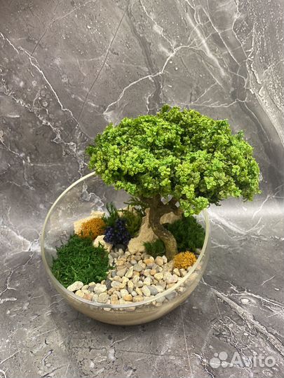 Моссариум бонсай
