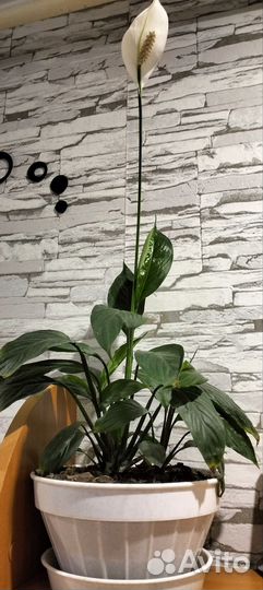 Цветок женское счастье