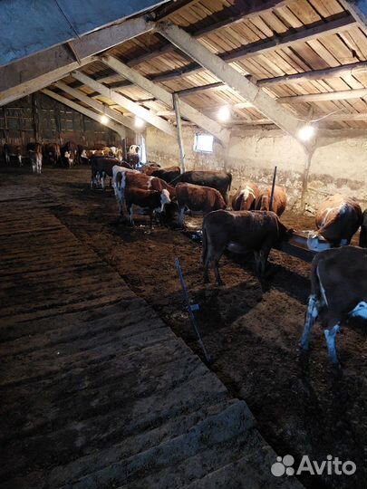 Телята 2024 г. Подсосные