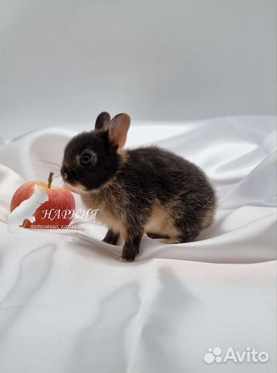 Карликовый кролик