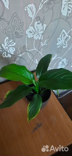 Спатифиллум