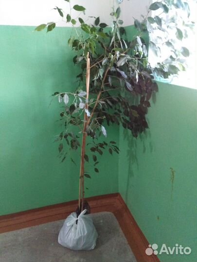 Комнатное растение бесплатно