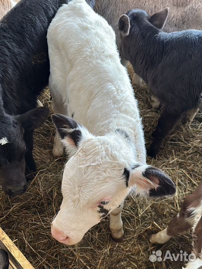 Бычки телята