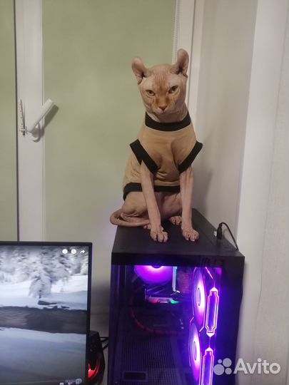 Сфинкс эльф вязка