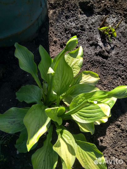 Хоста растение для сада