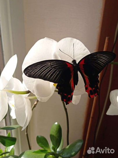 Живые бабочки на подарок