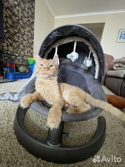 Nuna шезлонг+дуга с игрушками+ маскитная сетка