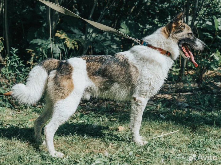 Пёс Друг, приученный к квартире