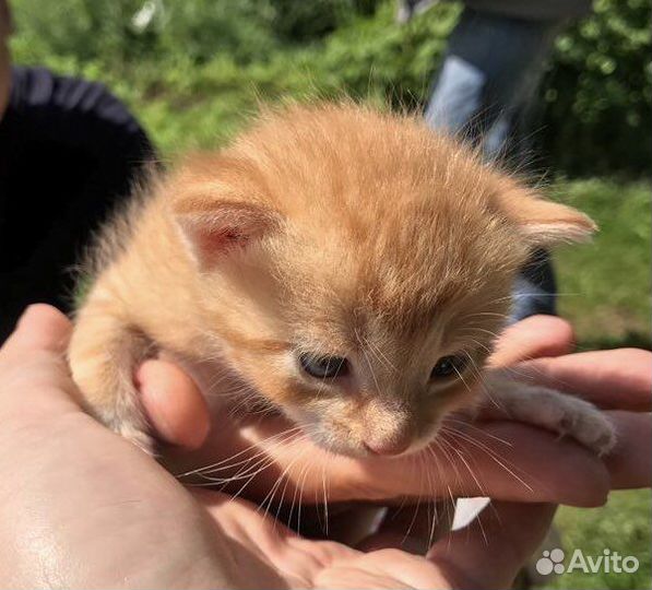 Котята бесплатно